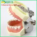 DENTAL04 (12563) Modelo de modelo anatómico Modelos de estudio dental con goma blanda